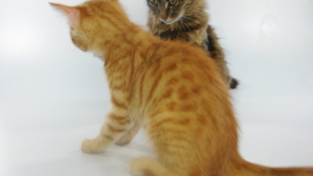 Two young cats playing and fighting.