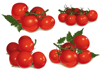 set of tomatoes, bunch