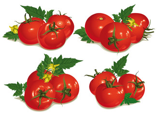 set of red tomatoes