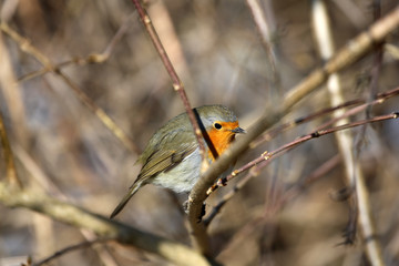 Rotkehlchen