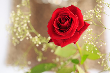 Single Red Rose