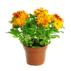 Fototapeta premium Orange chrysanthemum