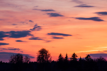Sunset over forest trees
