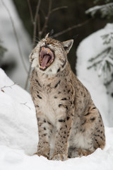 Eurasischer Luchs, Eurasian lynx, Lynx lynx