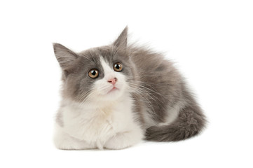 Grey and white kitten