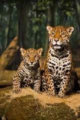 Fotobehang Jaguar-familie © Krzysztof Wiktor