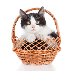 Fototapeta na wymiar Small kitten in basket isolated on white