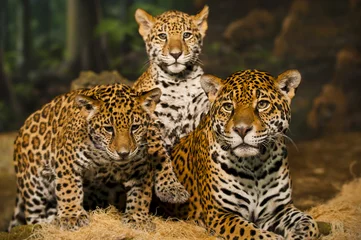 Tuinposter Jaguar-familie © Krzysztof Wiktor