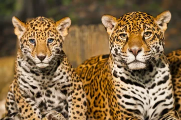Foto op Plexiglas Jaguar-familie © Krzysztof Wiktor