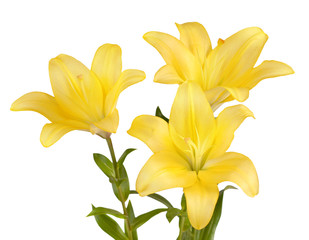 Bouquet of yellow lilies