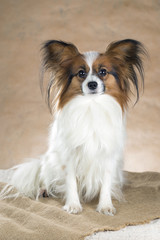 Portrait of a Papillon