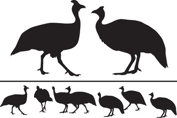 Vector silhouette of guinea fowls in different positions