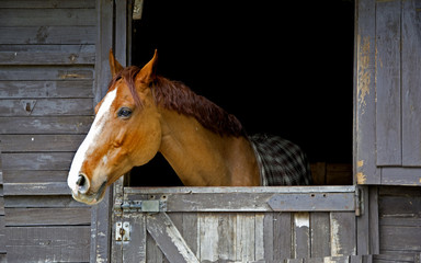 Horse on stable