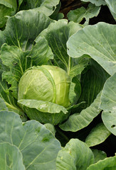 Obraz premium cabbage