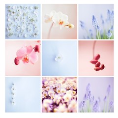 spring white flower orchid pink  - obrazy, fototapety, plakaty