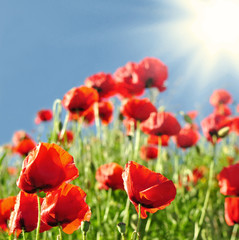 Obraz premium Sonnenstrahlen auf einer Blumenwiese