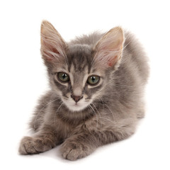 Small gray kitten isolated on white