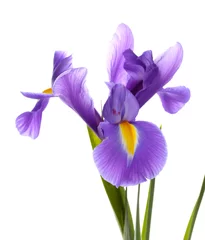 Fotobehang Iris Paarse irisbloem, geïsoleerd op wit