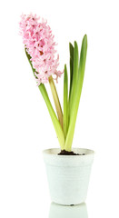 Beautiful hyacinth in flowerpot, isolated on white