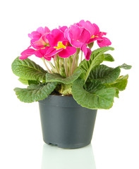 Beautiful pink primula in flowerpot, isolated on white