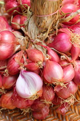 Shallot - asia red onion