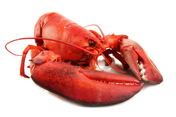 Red lobster isolated on white