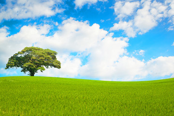 Green field and tree on clear blue sky