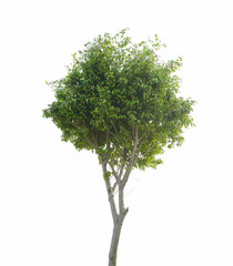 Fototapeta na wymiar plant tree
