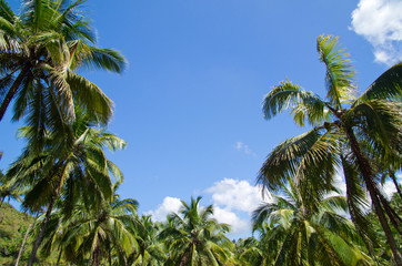 Naklejka premium Palm tree