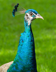 Fototapeta premium peacock