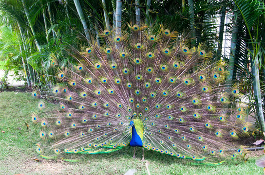 Fototapeta peacock