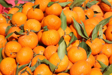 Background of freshly plucked tangerines