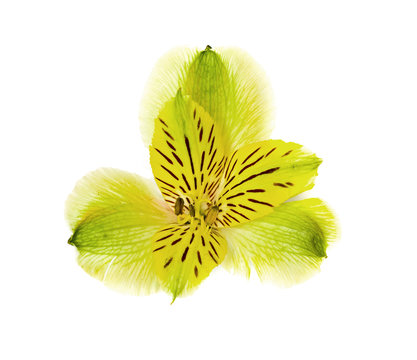 Fototapeta Flower green orchid isolated on a white background.