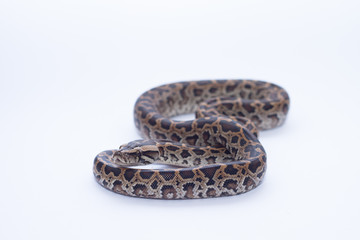 isolated burmese python (molurus bivittatus)