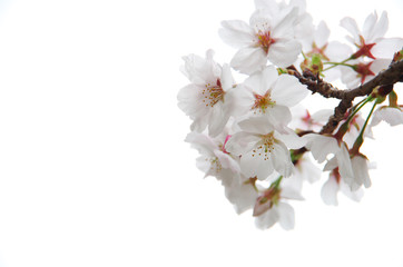 Naklejka na ściany i meble cherry blossoms in full bloom