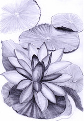lotus illustration, a pencil sketch