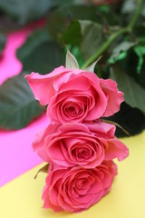 Card with three pink roses