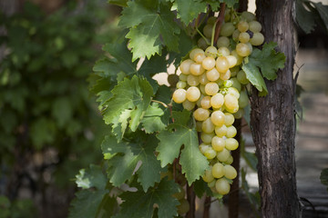 bunch of white grapes on a vine with green leaves