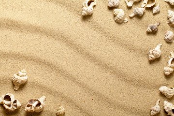 Fototapeta na wymiar Muszle na piasku