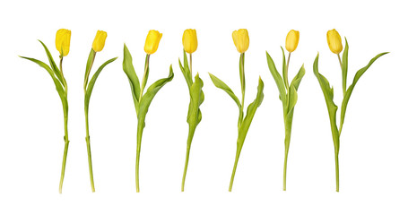 A row from seven yellow tulips isolated