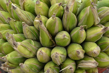 Pile-of-corn-green-husks