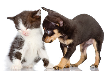 puppy apologizes before a kitten. Isolated
