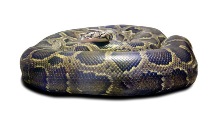 Fototapeta premium Python molurus. Isolated over white