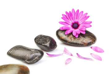Fototapeta na wymiar Stones for massage and flower osteospermum on a white background
