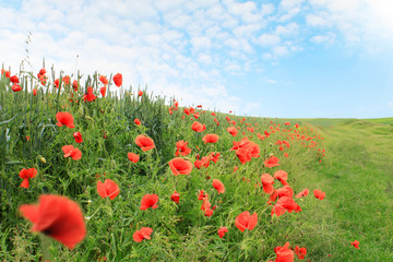 Obraz premium field of red poppies