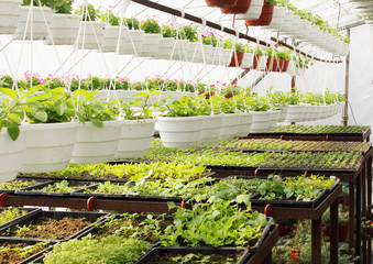 plants in the greenhouse