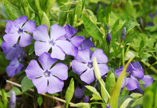 Periwinkle Vinca