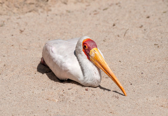 Close up of a Yellow Billed Stork resting