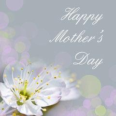 Happy mother's day cherry tree blossom