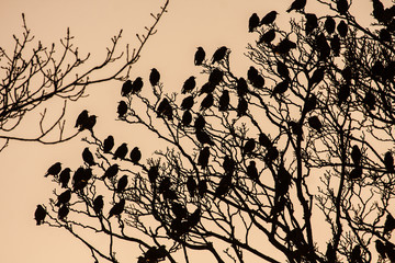 Starlings